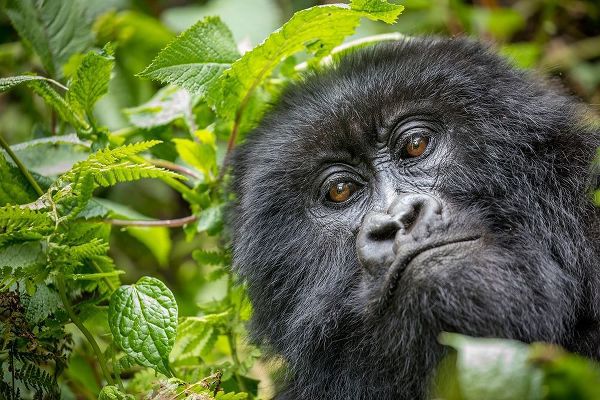 Africa-Rwanda-Volcanoes National Park-Close-up portrait of adult Mountain Gorilla in rainforest